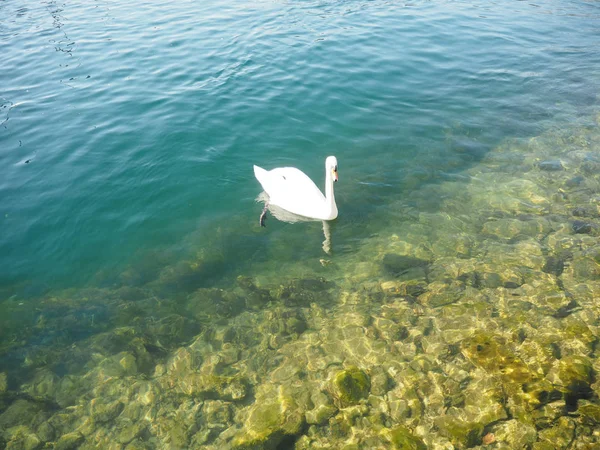 Ducks Swim Lake — Stock Photo, Image