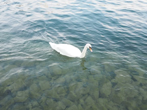 Los Patos Nadan Lago — Foto de Stock