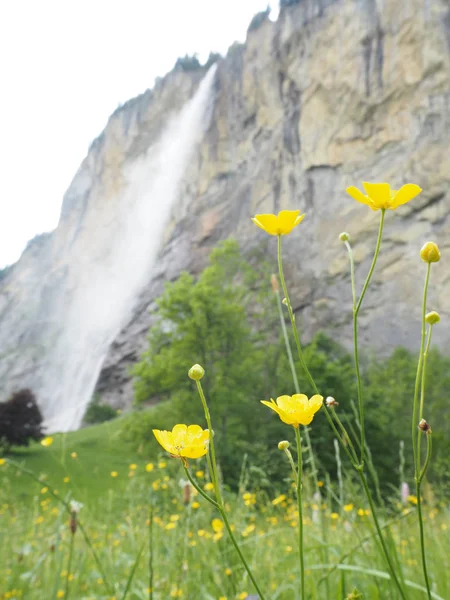 Blume Wegesrand — Stockfoto