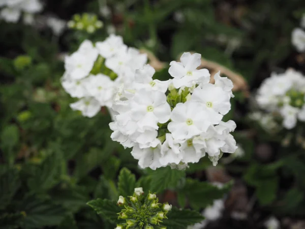 Blomma Vara Side Walk Sätt — Stockfoto