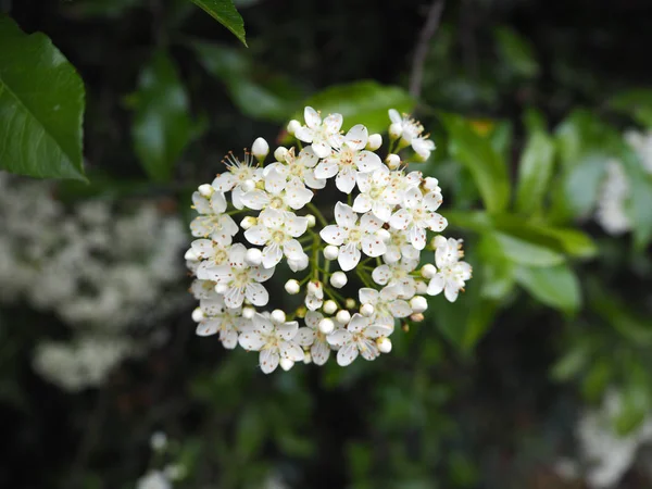 Blume Wegesrand — Stockfoto