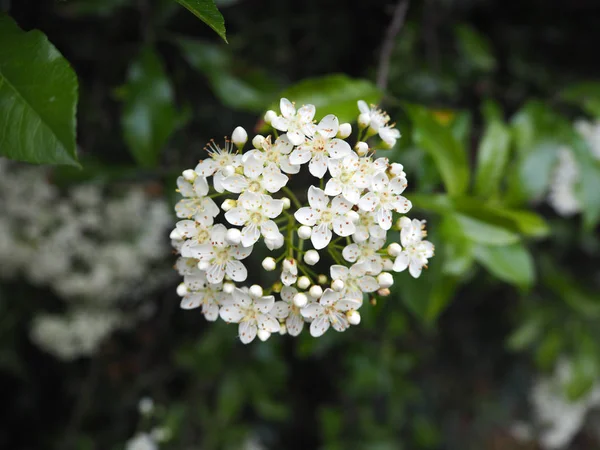 Fleur Être Côté Chemin Promenade — Photo