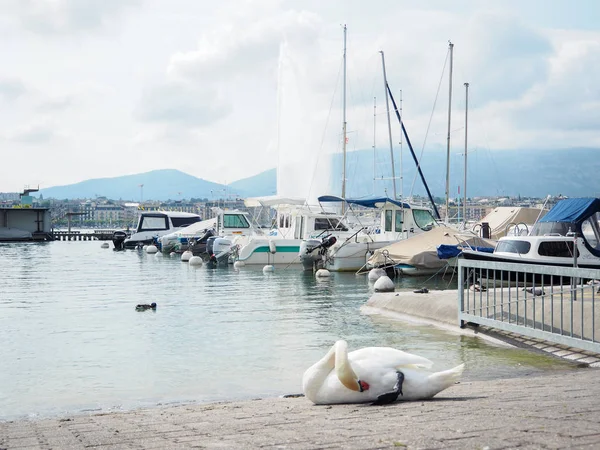 Ženeva Švýcarsko Května 2017 Krásný Výhled Ženevské Jezero Panoráma Města — Stock fotografie