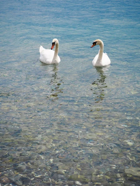 Ducks Swim Lake Vevey — Stock Photo, Image