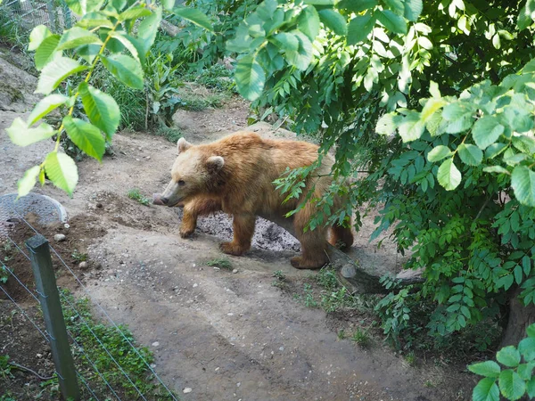 Медведь Парке Берне Швейцария — стоковое фото