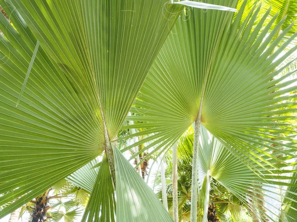 Kokos Palmy Symbolizują Morza — Zdjęcie stockowe