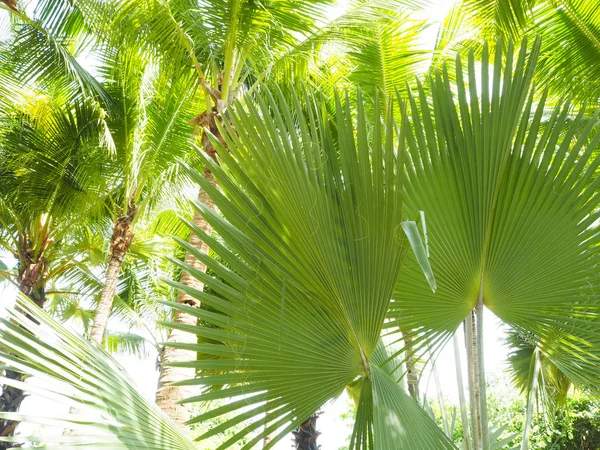 Cocco Palme Simboleggiano Mare — Foto Stock