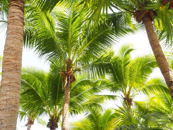 Coconut and palm trees symbolize the sea.