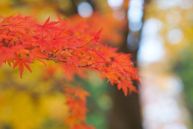 Akçaağaç rengini değiştir Japonya sonbaharda yaprakları..