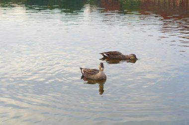 Sonbahar bataklıkta yüzme ördek.