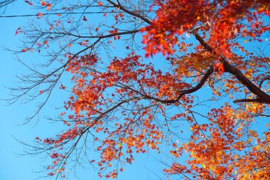 Akçaağaç rengini değiştir Japonya sonbaharda yaprakları..