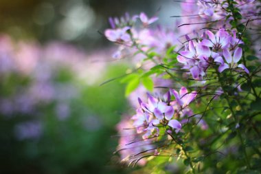 çiçek olmak yan yürüyüş yolu.