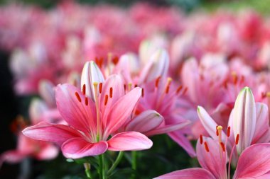 çiçek olmak yan yürüyüş yolu.