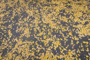 Sonbahar sırasında Japonya Ginkgo.