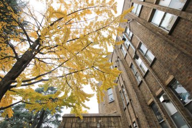 Ginkgo ağacı sonbahar sırasında Japonya Üniversitesi'nde.