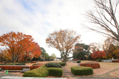 Akçaağaç rengini değiştir Japonya sonbaharda yaprakları..