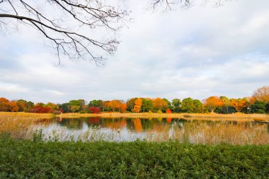 Akçaağaç rengini değiştir Japonya sonbaharda yaprakları..