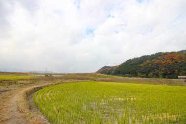 Alanları ve yaprakları renk değiştirme.