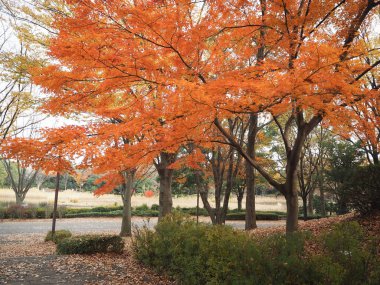 Akçaağaç rengini değiştir Japonya sonbaharda yaprakları..