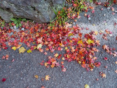 Akçaağaç rengini değiştir Japonya sonbaharda yaprakları..