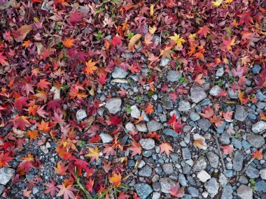 Akçaağaç rengini değiştir Japonya sonbaharda yaprakları..