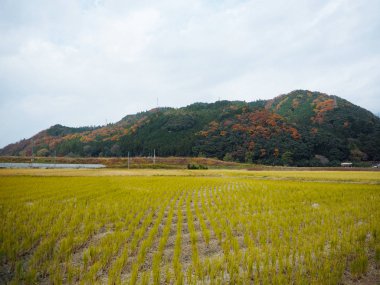 Alanları ve yaprakları renk değiştirme.
