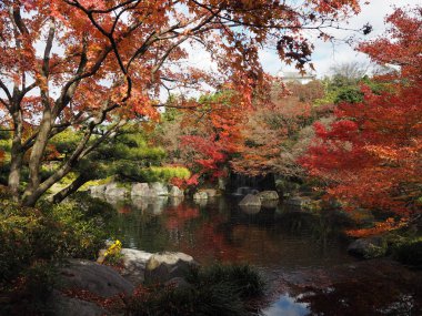Akçaağaç rengini değiştir Japonya sonbaharda yaprakları..