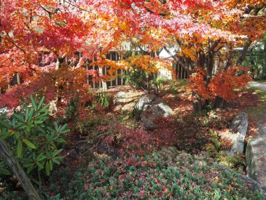 Akçaağaç rengini değiştir Japonya sonbaharda yaprakları..