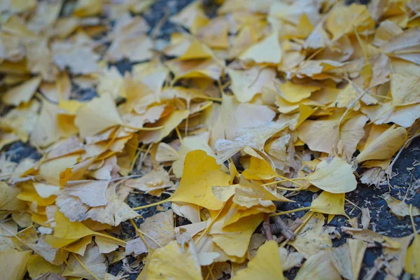 Ginkgo Japan Autumn — Stock Photo, Image