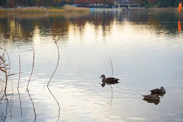 Duck Swimming Autumn Swamp — Stock Photo, Image