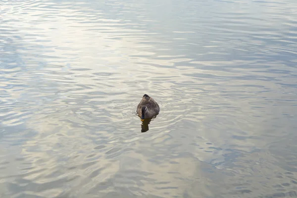 Duck Swimming Autumn Swamp — Stock Photo, Image