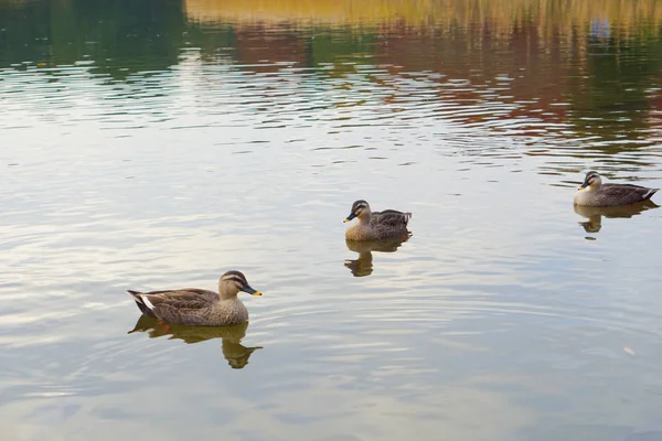 Duck Swimming Autumn Swamp — Stock Photo, Image