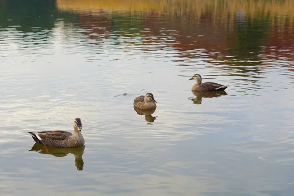 Duck Swimming Autumn Swamp — Stock Photo, Image