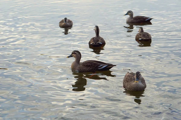 Duck Swimming Autumn Swamp — Stock Photo, Image