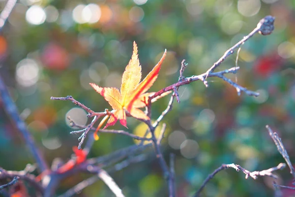 Ahornblätter Färben Sich Japanischen Herbst — Stockfoto