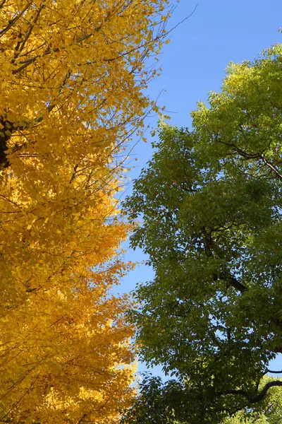 Ginkgo Japón Durante Otoño —  Fotos de Stock