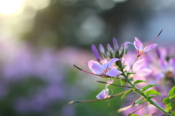 Çiçek Olmak Yan Yürüyüş Yolu — Stok fotoğraf