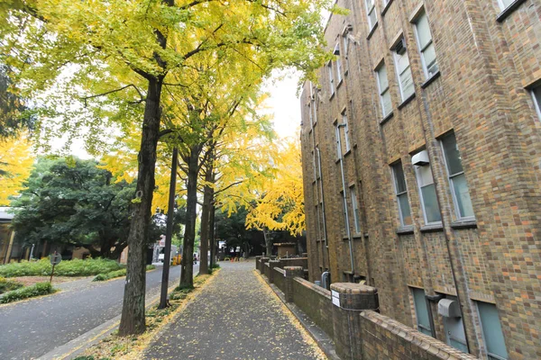 Árbol Ginkgo Universidad Japón Durante Otoño —  Fotos de Stock