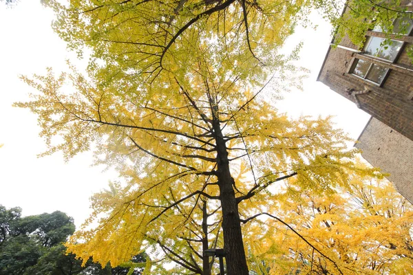 ginkgo tree  in Japan university during the autumn.