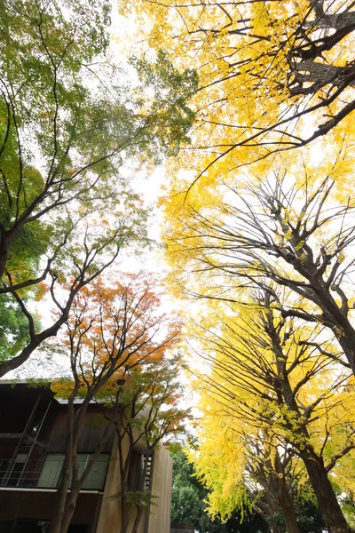 ginkgo tree  in Japan university during the autumn.