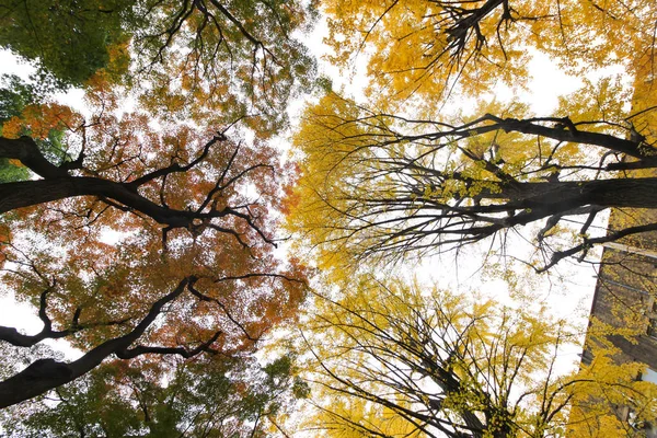 ginkgo tree  in Japan university during the autumn.