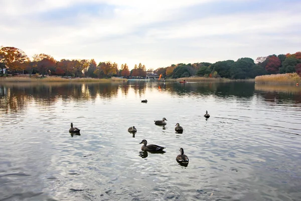 Duck Swimming Autumn Swamp Maple Leaves Change Color Japan Autumn — Stock Photo, Image