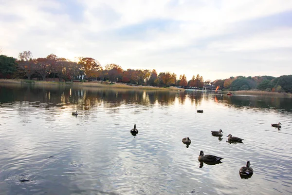 Duck Swimming Autumn Swamp Maple Leaves Change Color Japan Autumn — Stock Photo, Image