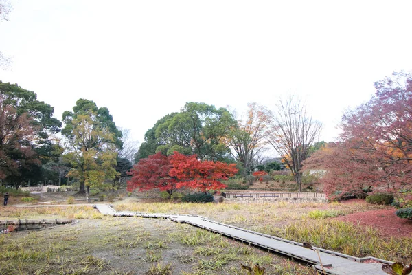 Las Hojas Arce Cambian Color Japón Otoño — Foto de Stock