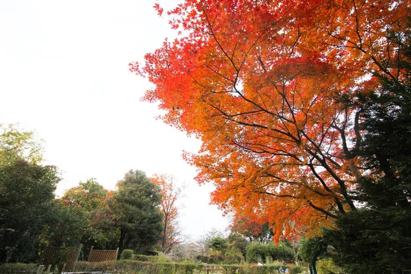 Maple Leaves Change Color Japan Autumn — Stock Photo, Image