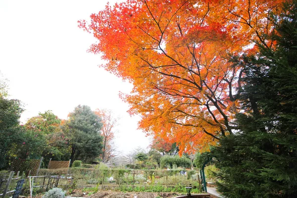 Javorové Listy Změní Barvu Japonsko Podzim — Stock fotografie