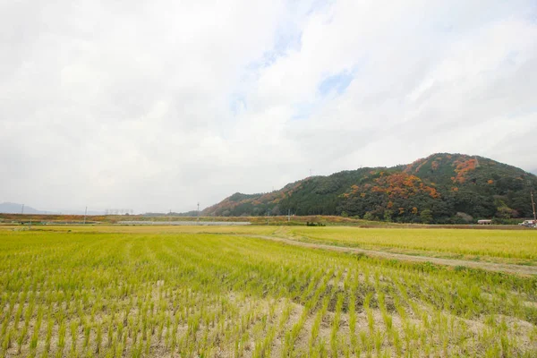 Kolom Dan Daun Berganti Warna — Stok Foto