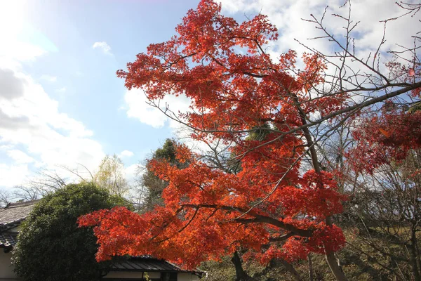 もみじは日本の秋の色の変更 — ストック写真