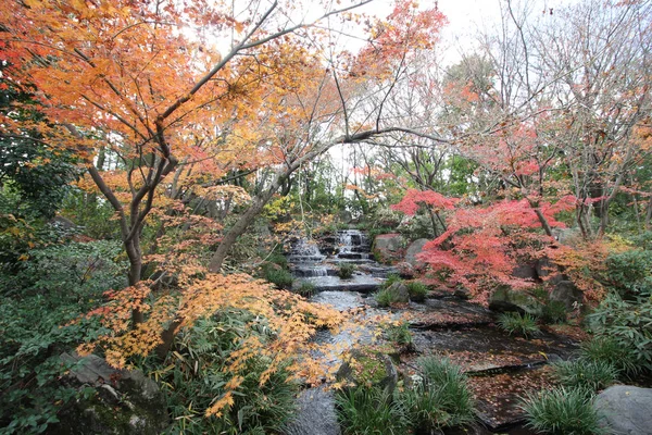 Foglie Acero Cambiano Colore Giappone Autunno — Foto Stock