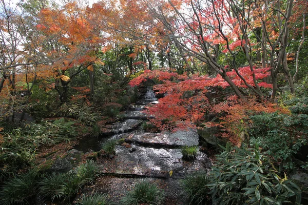 Foglie Acero Cambiano Colore Giappone Autunno — Foto Stock